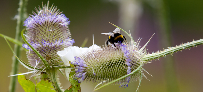 Crédit : © Epamarne / photo : Emile Luider Photographie d'un bourdon butinant un chardon dans le parc du Lochy