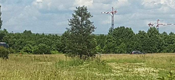 Au bout de la perspective, trône un arbre remarquable, le Séquoia sempervirens, communément appelé à feuilles d'if. Avec un volume de plus de 3,5 mètres de circonférence lors de sa plantation, il ancre à présent ses racines dans les terres et l’histoire de Ferrières-en-Brie.